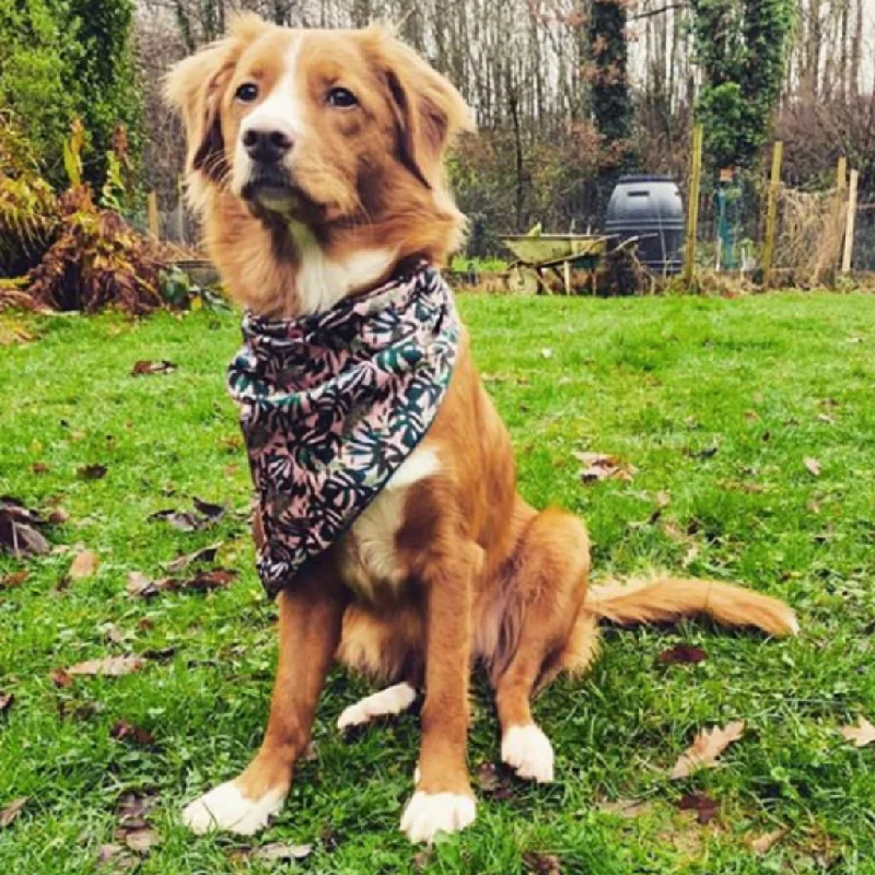 - Deodorizing cat litter tofu litterPalms & Cheese Dog Bandana Neckerchief