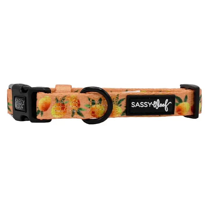 Classification by pet type:Mango Tango Collar